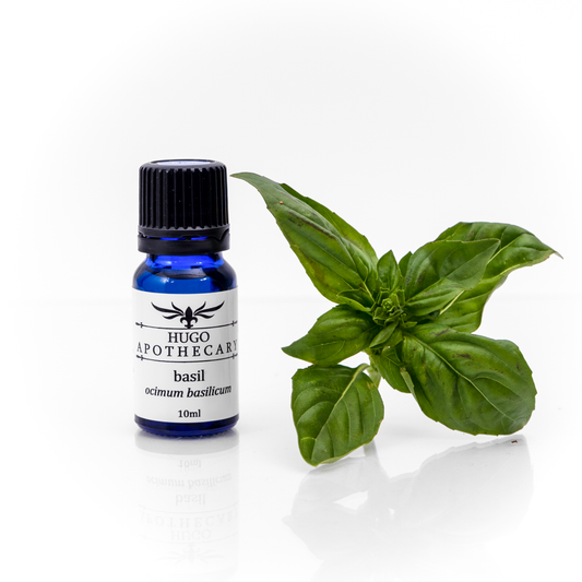 Basil essential oil - ocimum basilicum