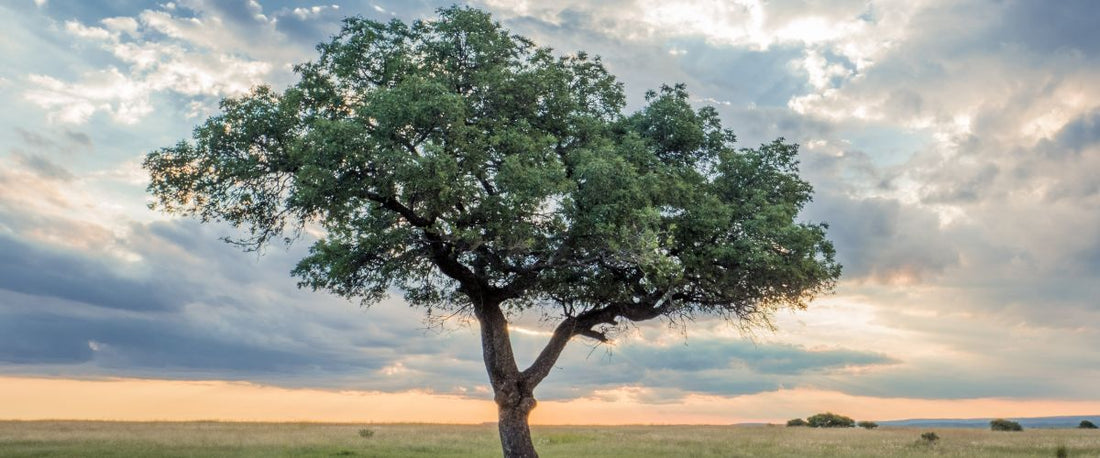 Oil profile: Marula Seed Oil