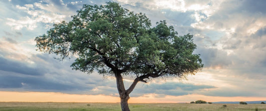 Oil profile: Marula Seed Oil