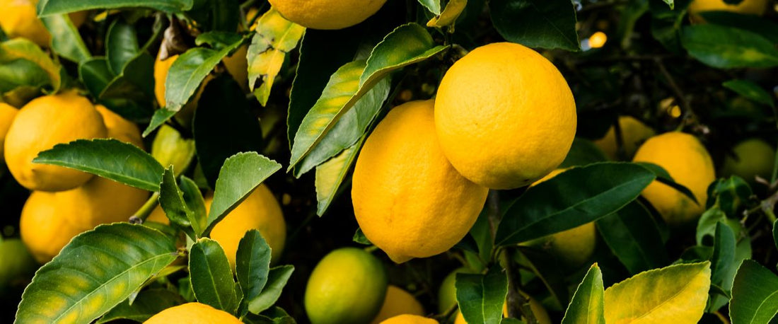 Oil Profile: Lemon Peel Oil