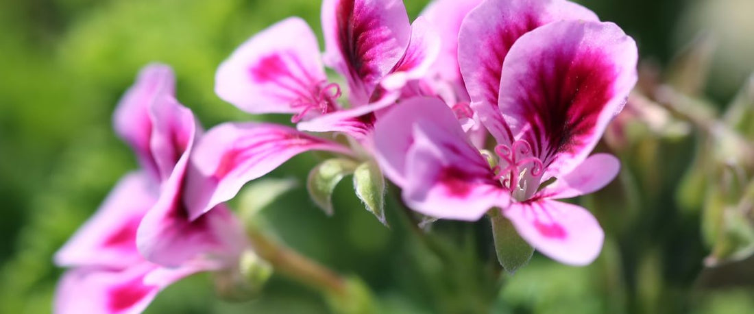 Oil Profile: Rose Geranium OIl