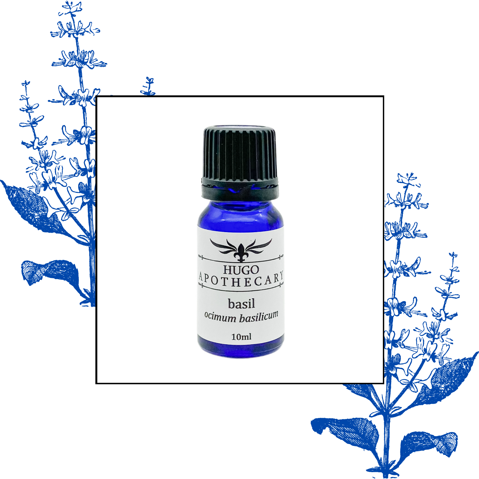 Basil essential oil