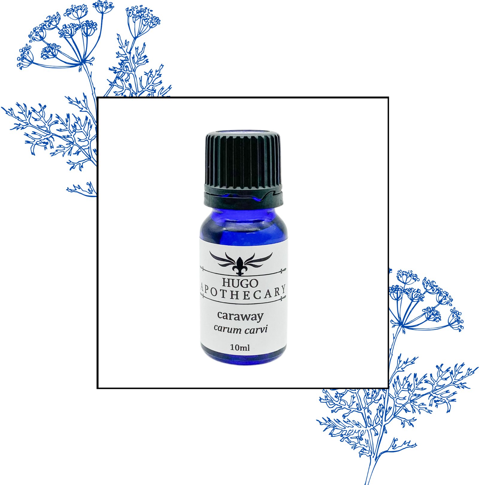 Caraway essential oil